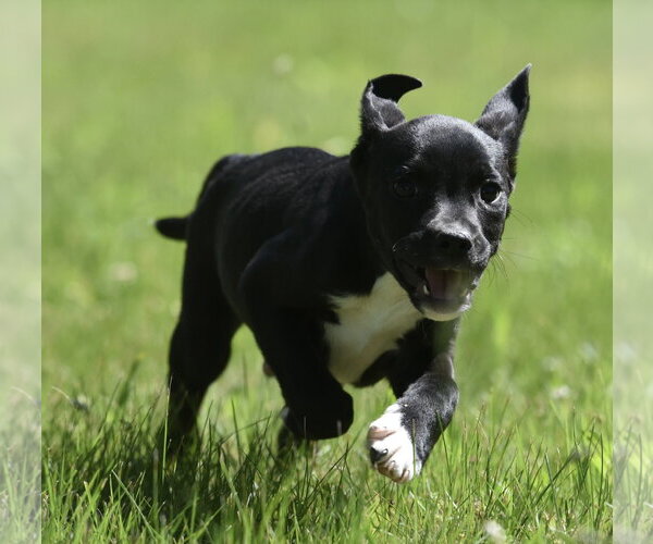 Medium Photo #7 Shepradors Puppy For Sale in Mechanicsburg, PA, USA