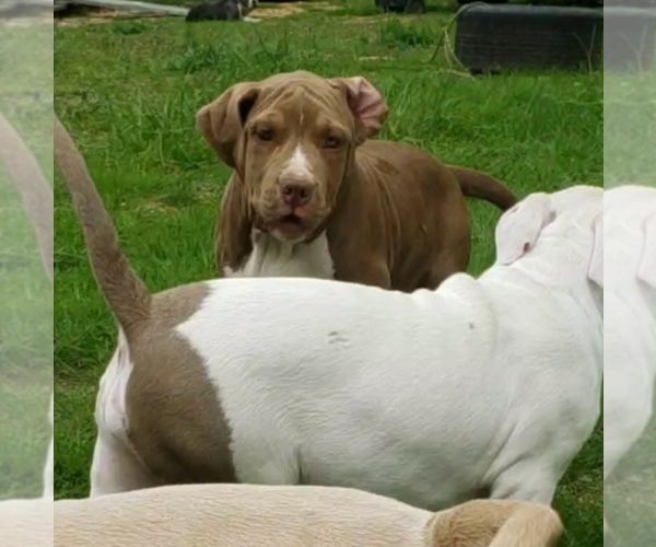 Medium Photo #5 American Bully Puppy For Sale in RISING FAWN, GA, USA