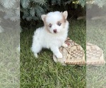 Small #3 Pomeranian