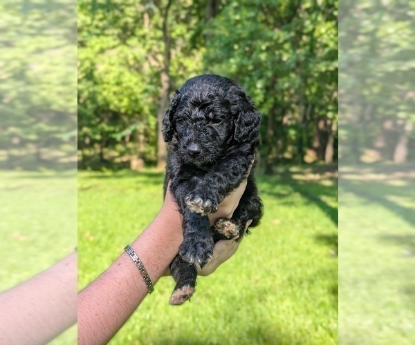Medium Photo #2 Golden Mountain Doodle  Puppy For Sale in BROKEN ARROW, OK, USA