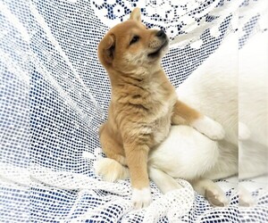 Shiba Inu Puppy for sale in NORWOOD, MO, USA