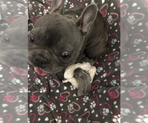 Mother of the French Bulldog puppies born on 08/17/2020