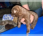 Puppy 6 Labrador Retriever