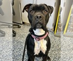 Small #3 Boxador