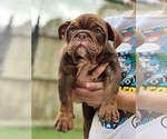 Puppy 2 English Bulldog