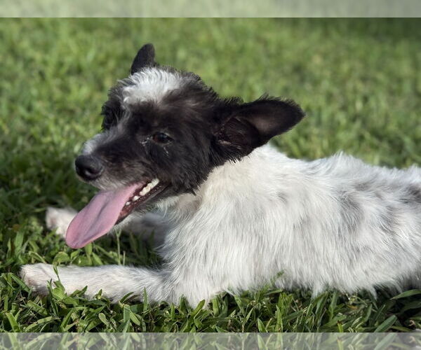Medium Photo #2 Skye Terrier Puppy For Sale in Valrico, FL, USA