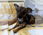 Small #1 Chihuahua Mix