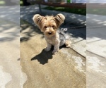 Small Photo #1 Yorkshire Terrier Puppy For Sale in JURUPA VALLEY, CA, USA