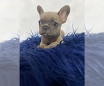 Small Photo #3 French Bulldog Puppy For Sale in HIALEAH GARDENS, FL, USA