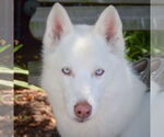 Small Huskies  Mix