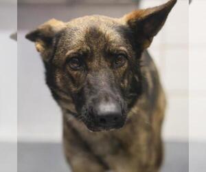 German Shepherd Dog-Unknown Mix Dogs for adoption in San Antonio, TX, USA