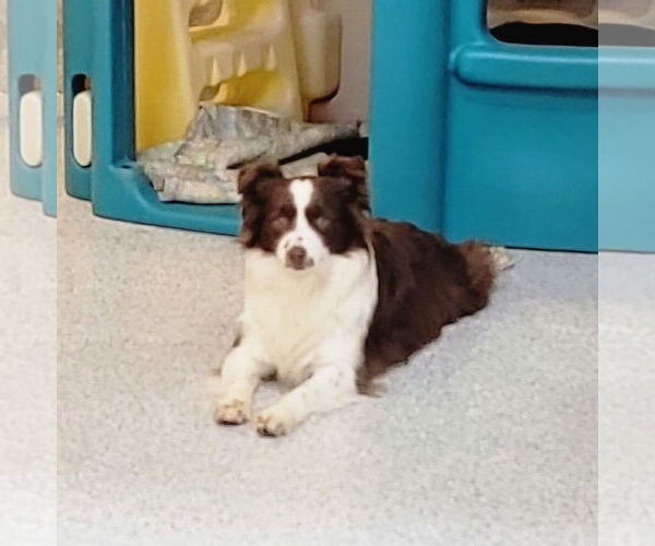 Medium Photo #4 Border Collie Puppy For Sale in Highland, IL, USA