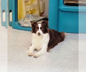 Crimson - Female Border Collie Dog for Adoption - Photo #4