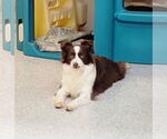 Small #3 Border Collie