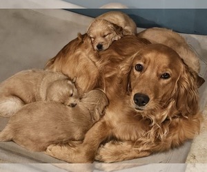 Mother of the Golden Retriever puppies born on 02/13/2024