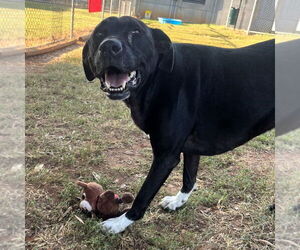 Olivia - Female Mutt Dog for Adoption - Photo #3