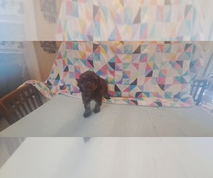 Cocker Spaniel Puppy for sale in WINDERMERE, FL, USA