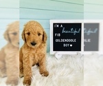 Small Photo #2 Goldendoodle Puppy For Sale in PALM CITY, FL, USA