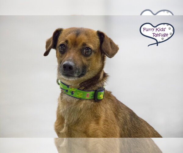 Medium Photo #2 Chiweenie Puppy For Sale in Lee's Summit, MO, USA