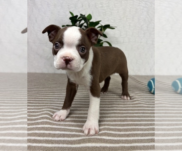 Medium Photo #5 Boston Terrier Puppy For Sale in GREENFIELD, IN, USA