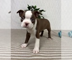 Small #4 Boston Terrier