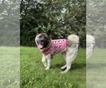 Small #2 Akita Mix