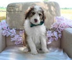 Puppy Graham Bordoodle