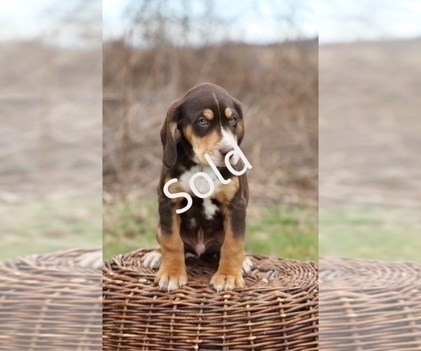 Medium Photo #4 English Setter-Labloodhound Mix Puppy For Sale in LISLE, NY, USA