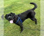 Small #3 Colonial Cocker Spaniel Mix