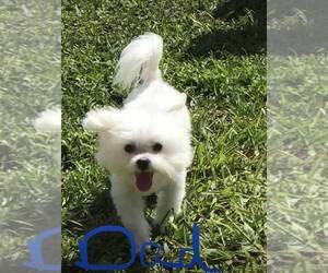 Father of the Maltese puppies born on 04/28/2026