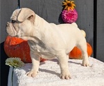 Small #3 French Bulldog