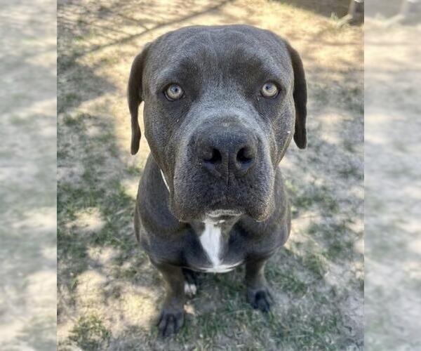 Medium Photo #2 Mutt Puppy For Sale in Riverside, CA, USA