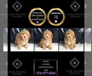 Goldendoodle (Miniature) Puppy for sale in WARSAW, IN, USA