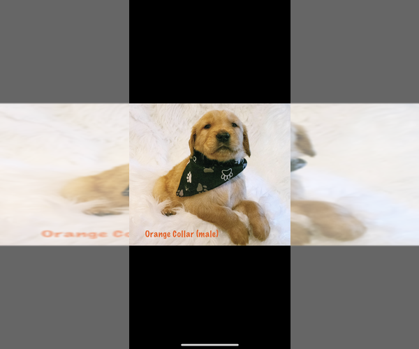 Medium Photo #8 Golden Retriever Puppy For Sale in LAURENS, SC, USA