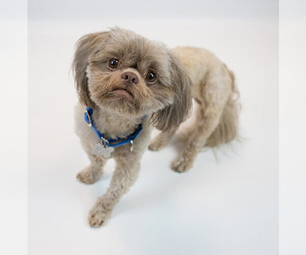 Medium Photo #3 Shih Tzu Puppy For Sale in Kennesaw, GA, USA