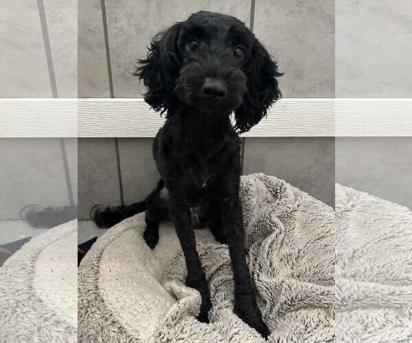 Medium Photo #2 Poodle (Miniature)-Unknown Mix Puppy For Sale in Pacolet, SC, USA