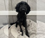 Small #1 Poodle (Miniature) Mix