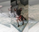 Small #32 Mutt