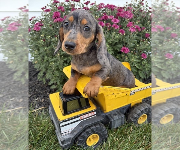 Medium Photo #2 Dachshund Puppy For Sale in MIDDLEBURY, IN, USA
