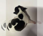 Small #2 Fox Terrier (Toy)