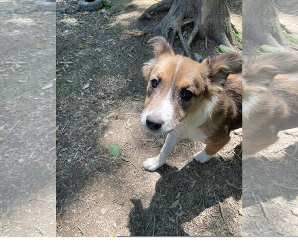 Medium Photo #2 Mutt Puppy For Sale in Tracy City, TN, USA