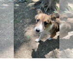 Small #1 Mutt