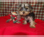 Small Photo #26 Yorkshire Terrier Puppy For Sale in PATERSON, NJ, USA