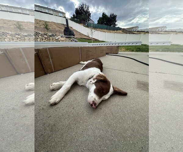 Medium Photo #9 Border Collie-Unknown Mix Puppy For Sale in Sandy, UT, USA