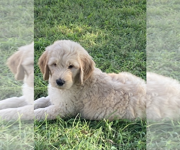 Medium Photo #12 Goldendoodle Puppy For Sale in IONIA, KS, USA