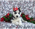 Small Photo #8 Siberian Husky Puppy For Sale in EPHRATA, PA, USA