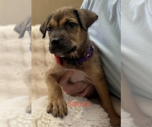 Sakura - Female Border Terrier-Chihuahua Mix Dog for Adoption - Photo #14