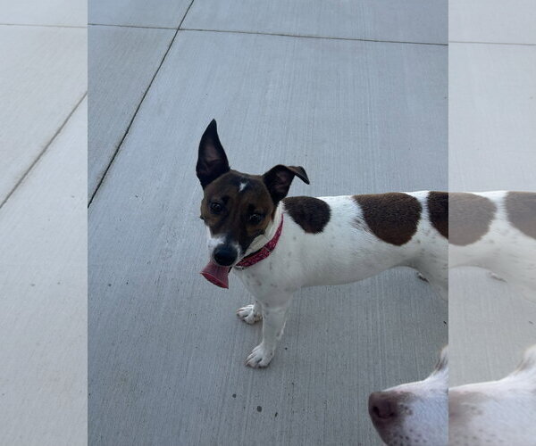 Medium Photo #1 Jack Russell Terrier Puppy For Sale in Lancaster, PA, USA