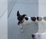 Small Jack Russell Terrier