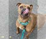 Small #18 American Bulldog Mix
